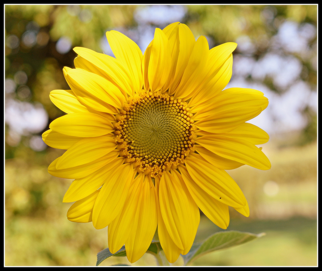 tournesol