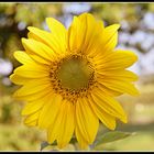 tournesol