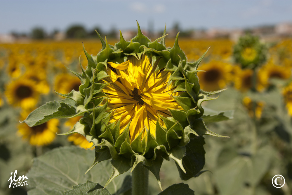 Tournesol