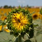 Tournesol