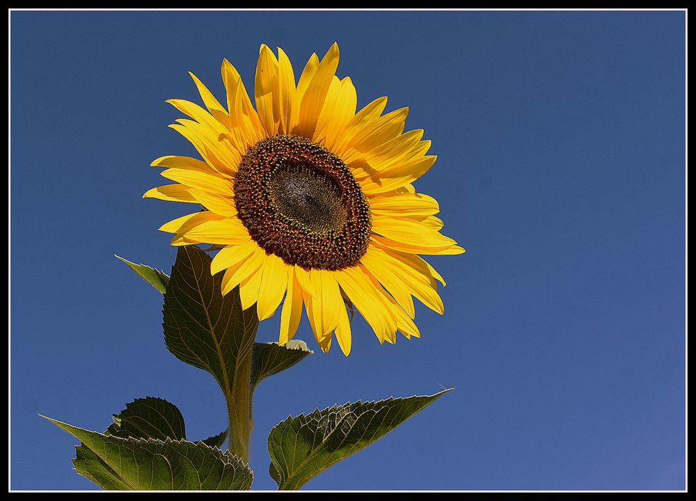 tournesol