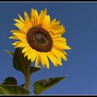 tournesol