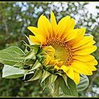 tournesol