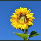 tournesol