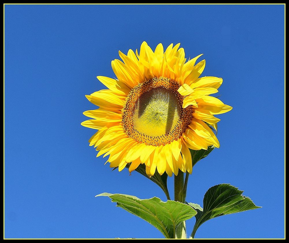 tournesol