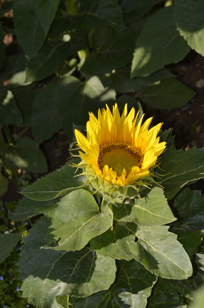 tournesol