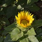 tournesol