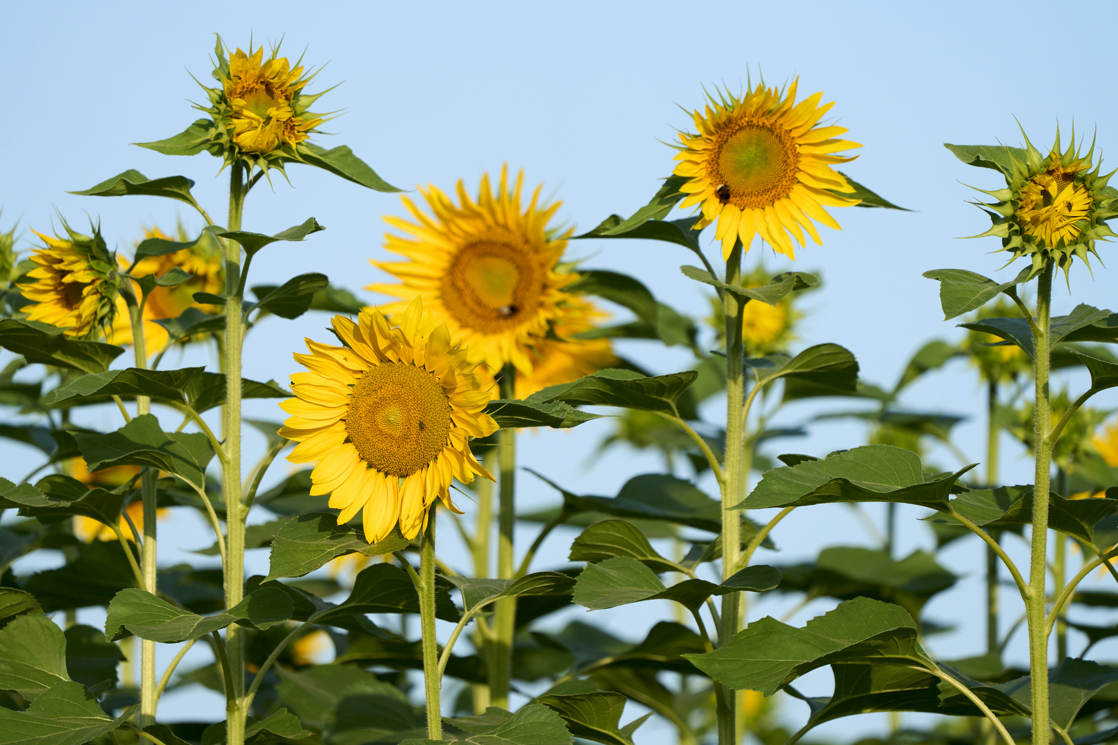 Tournesol