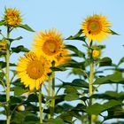 Tournesol