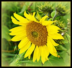 tournesol