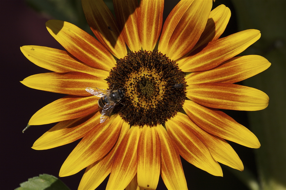 tournesol