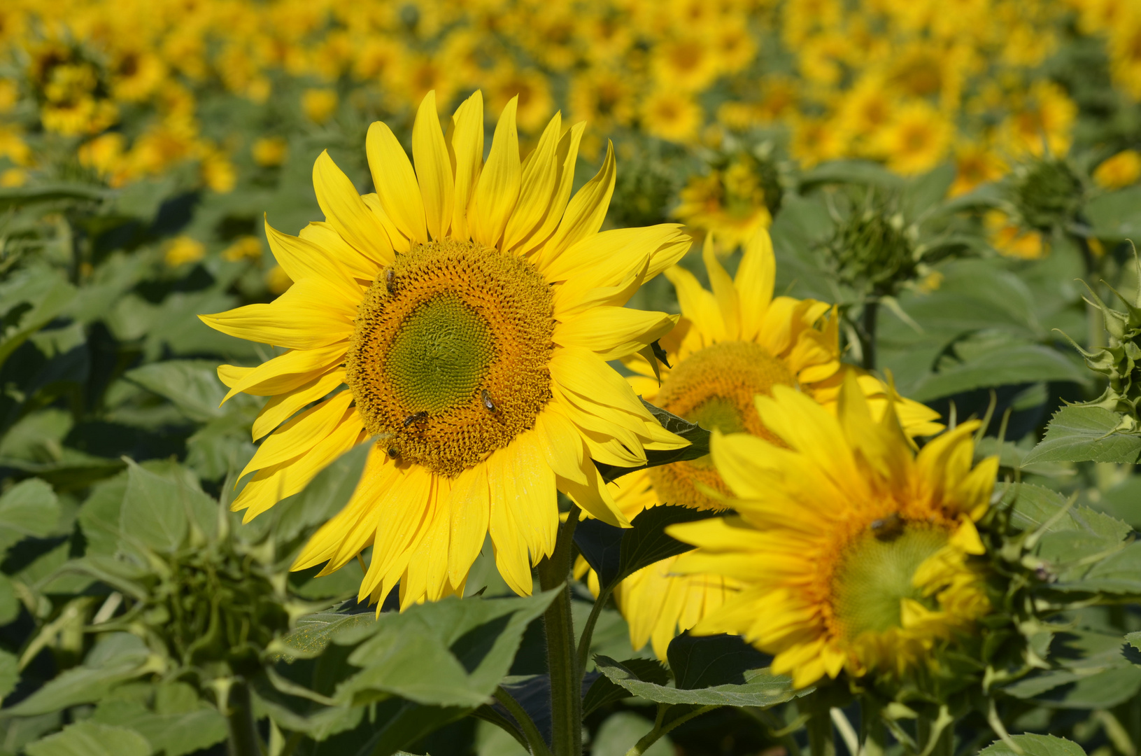 tournesol