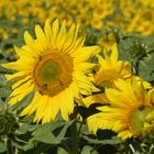 tournesol