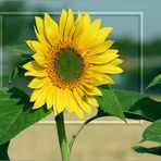 Tournesol