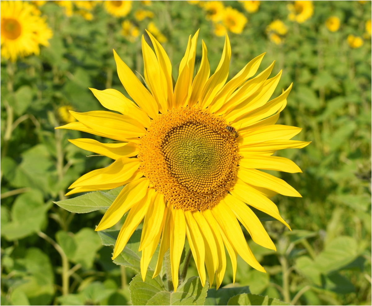 tournesol