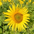 tournesol