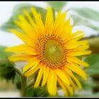 tournesol