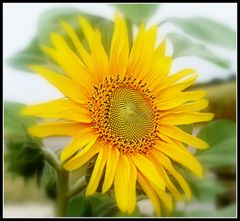 tournesol