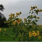 Tournesol