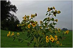 Tournesol