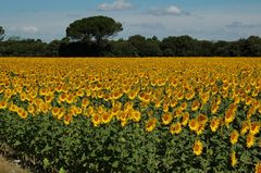 Tournesol