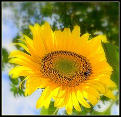 tournesol