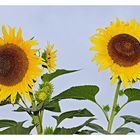 tournesol