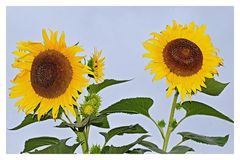 tournesol