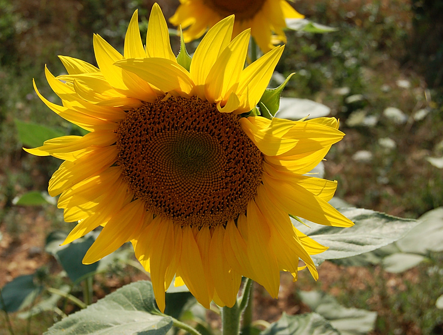 tournesol