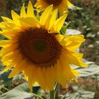 tournesol