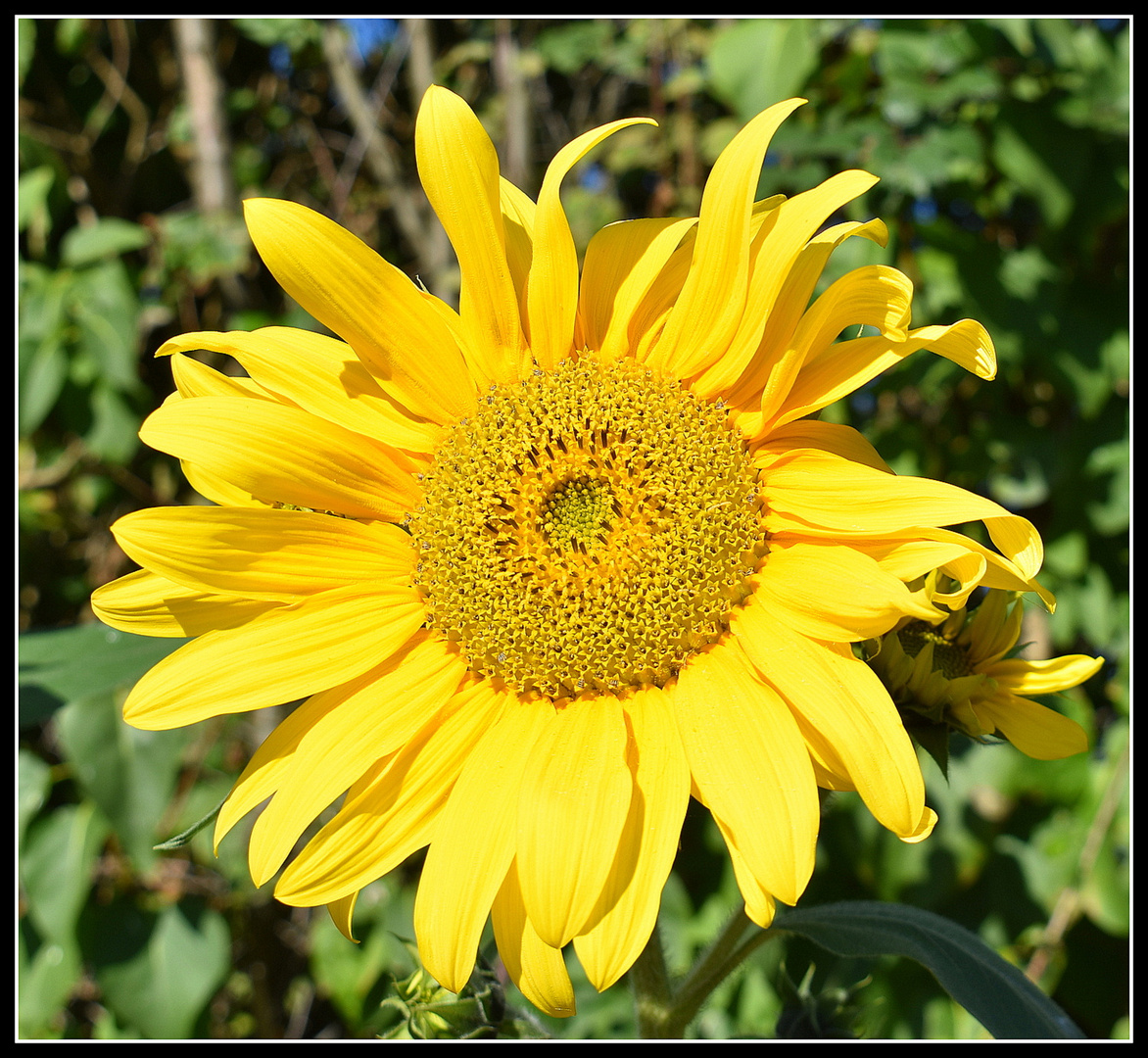 tournesol