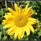 tournesol