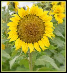 tournesol