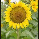 tournesol