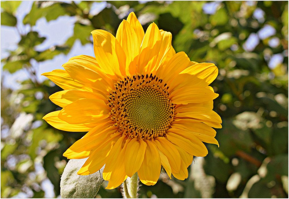 tournesol