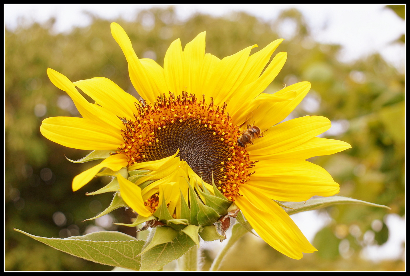 tournesol