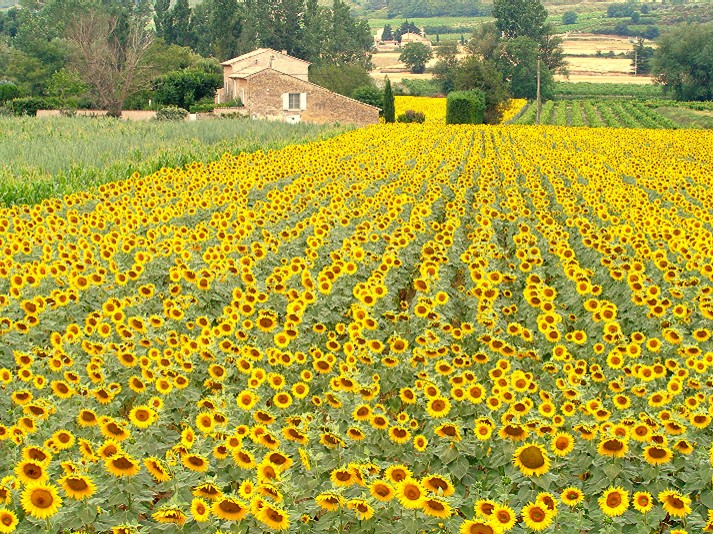 Tournesol