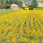 Tournesol