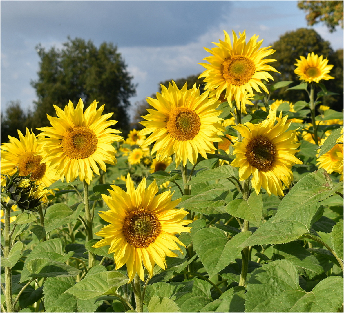 tournesol