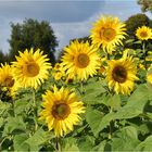 tournesol