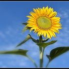 tournesol