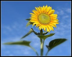 tournesol