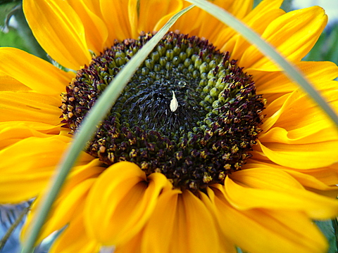 tournesol