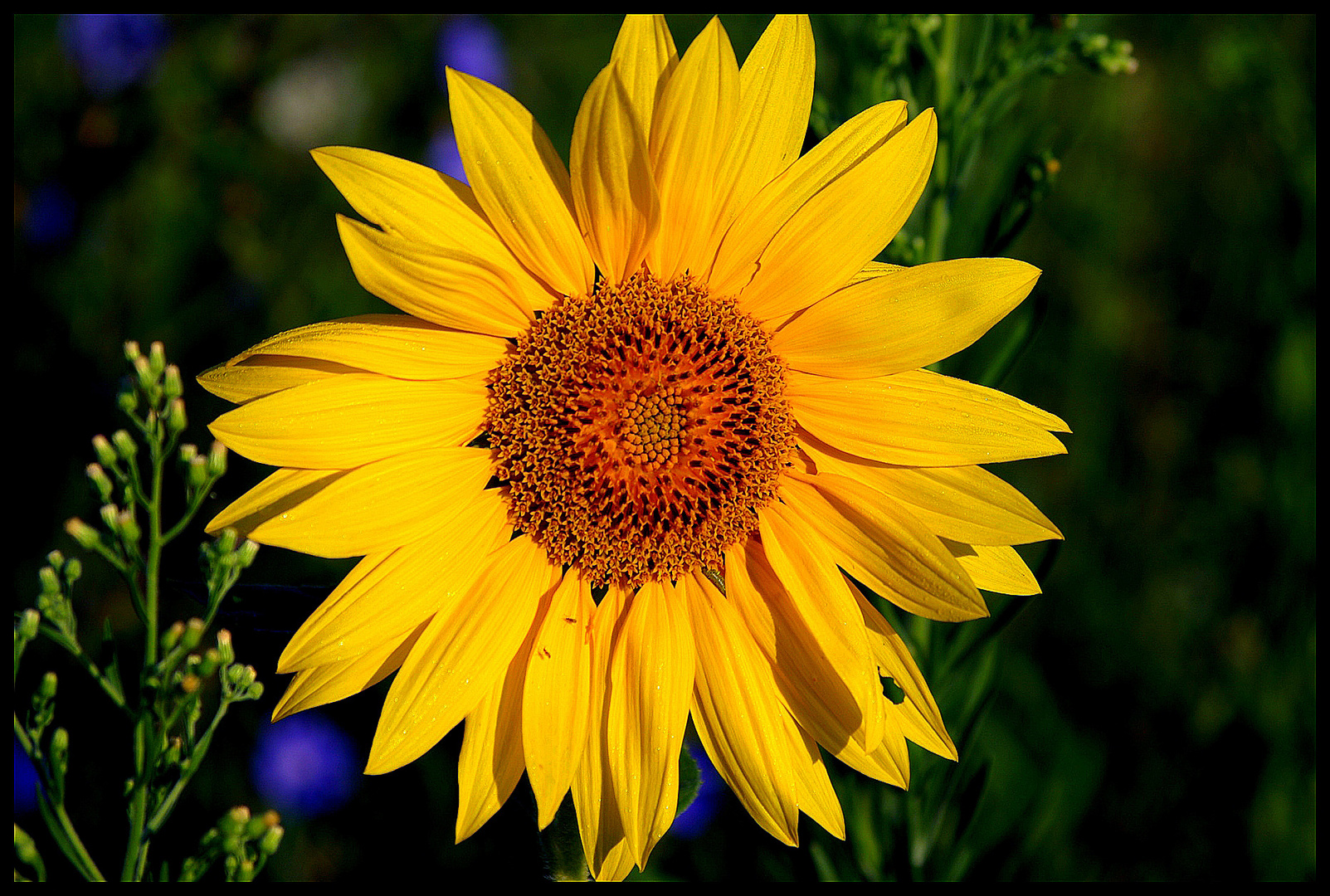 Tournesol au petit-matin...