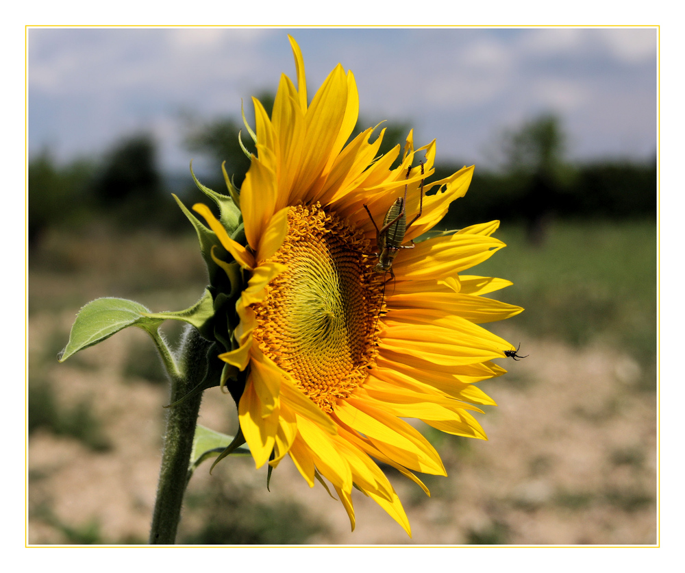 Tournesol avec visiteurs