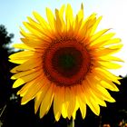 tournesol