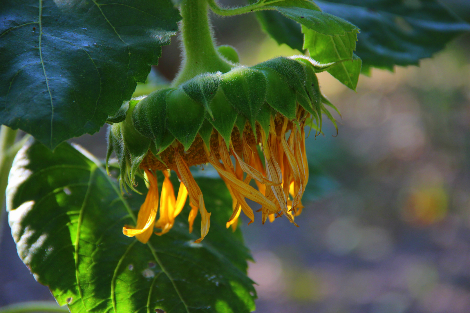 Tournesol