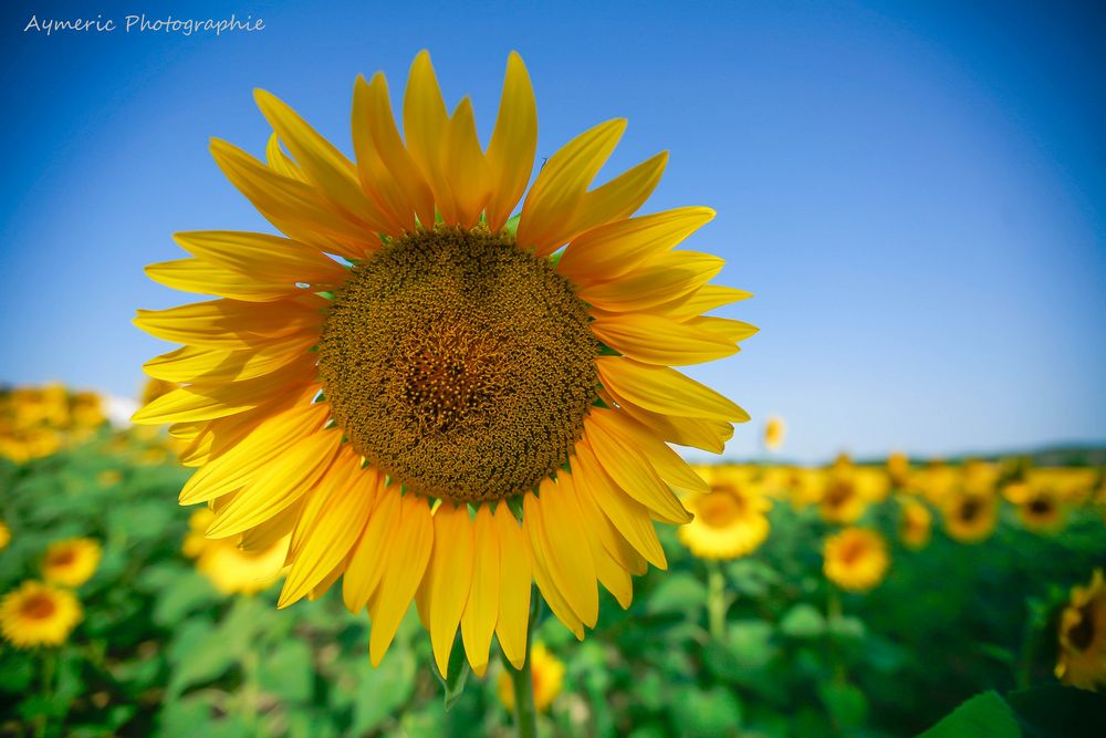 tournesol