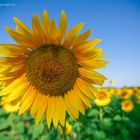 tournesol