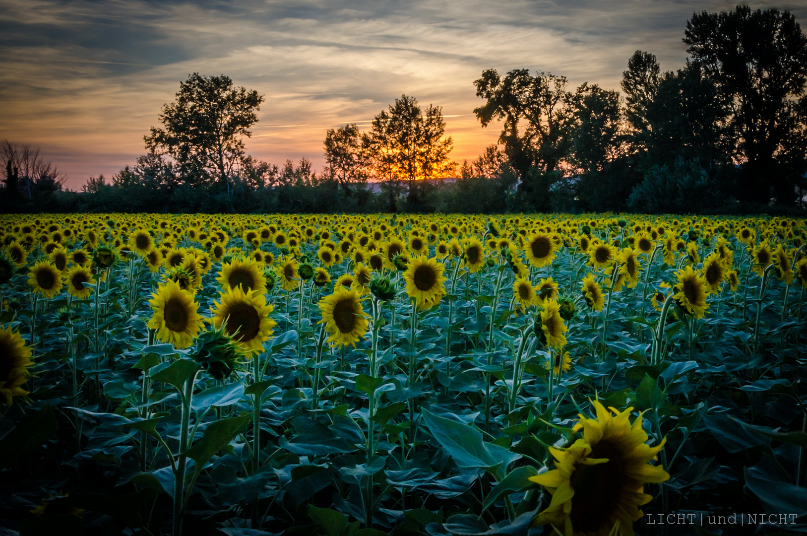 tournesol